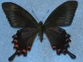 Papilio Gynandromorph 14 (Internet Image property of respective owner, non-commercial use only)